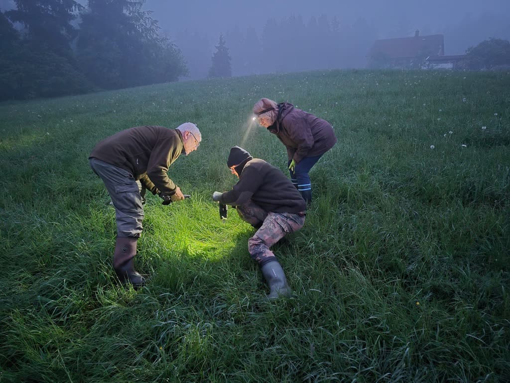 Drei Helfer suchen im nebligen Morgengrauen mit Stirnlampen eine Wiese ab