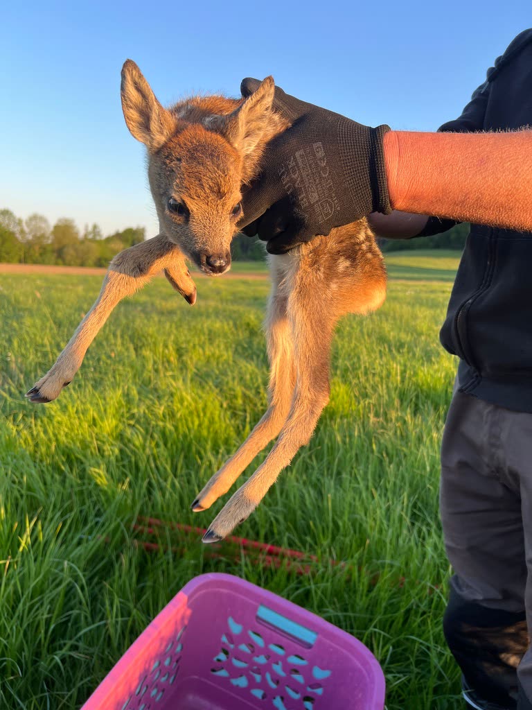 Ein Helfer trägt ein gerettetes Kitz bei Sonnenaufgang über die Wiese